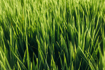 Green juicy grass close-up. Background of green young grass. Green grass background. Young growing rice
