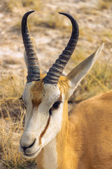springbock face portrait etosha namibia