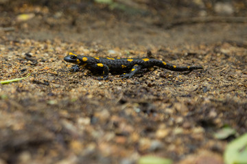 Salamander in Snoza, Slovakia
