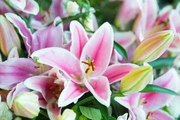 Pink lily flowers bouquet background