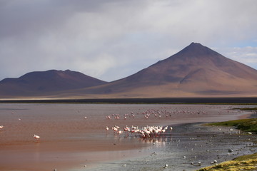 Red lagoon (laguna Colorada) in Bolivia. Lake with red water and lots of flamingos. In the background black mountains.