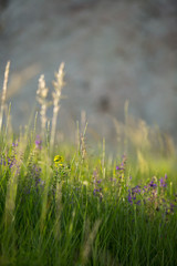 Meadow