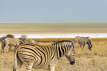 zebras walking desert etosha pan