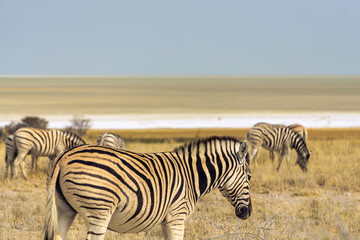 Fototapeta na wymiar zebras walking desert etosha pan