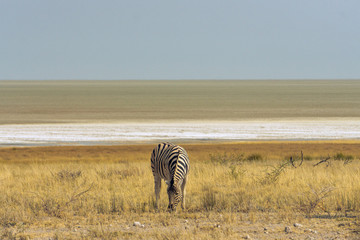 zebra eating grass etosha pan