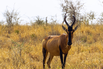red hartebeest bush gras africa