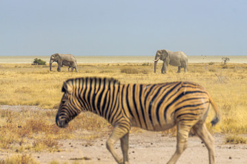 Fototapeta na wymiar elephants walking etosha pan zebra