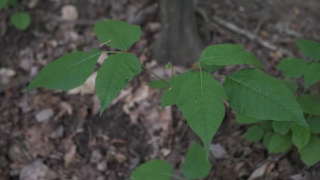 New leaves of a poison ivy vine sprout from this severe itchy rash inducing plant in Raleigh, North Carolina