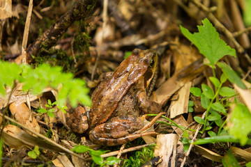 Brown frog in forest