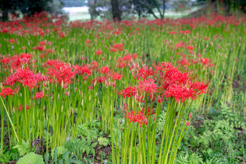 七ツ森古墳の彼岸花
