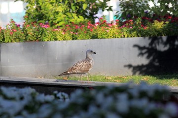 Larus argentatus chick in the Park