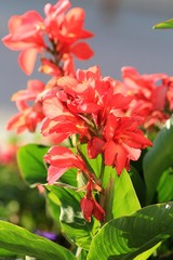 Red flowers Canna indica in the Park