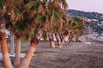 playa y palmeras