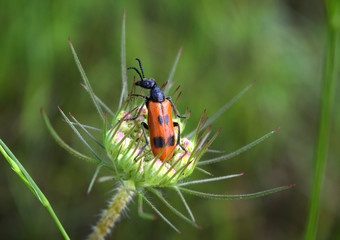 Blister beetle in Ankara, Turkey