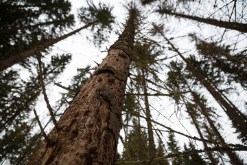Fototapeta premium Bark beetle spruce