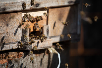 Beehive during sunny day on the countryside