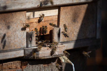 Beehive during sunny day on the countryside