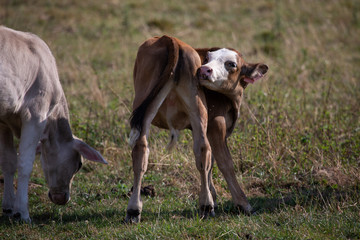 Baby calf in the countryside