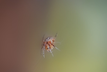 A spider sits on its web