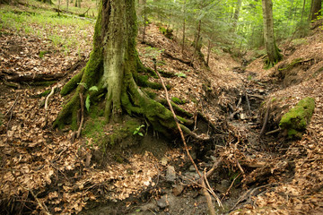Roots of old tree