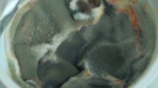 rot moldy mucus , spoiled food , close-up