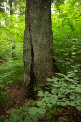 Old beech in Udava reservation, Slovakia