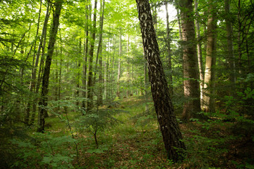 Fototapeta na wymiar Dense forest in Udava reservation, Slovakia