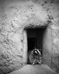 Curious racoon leaving its home in the zoo, black and white