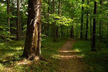 Tree and path