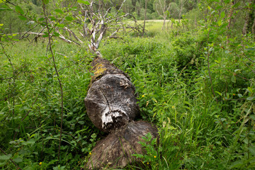 Tree bitten by beaver