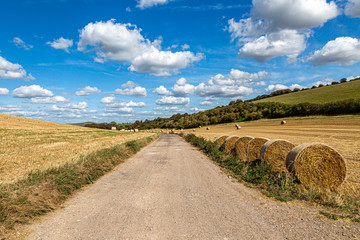 A pathway through farmland in Sussex, on a sunny late summers day