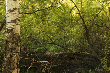 Birch on the background of curved trees