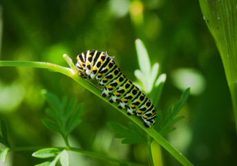 British Swallowtail caterpillar