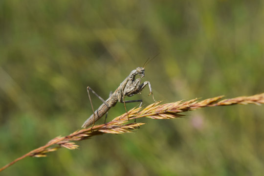 Praying mantis nymph in Ankara, Turkey