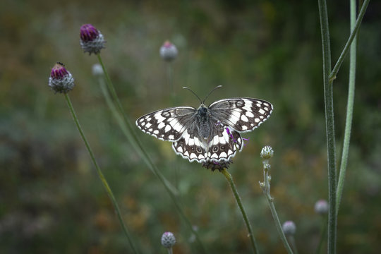 Balkan Marbled white butterfly in Ankara, Turkey