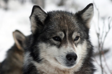 Siberian hunting dog Laika, Siberia, Russia, Иркутск, Сибирь, Россия, восточно-сибирская охотничья лайка,