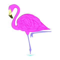 Flamingo