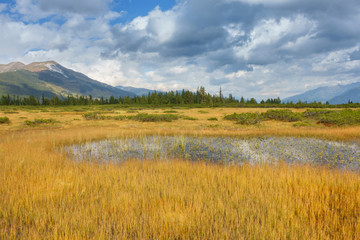 Fototapeta premium Teich im herbstlichen Moor umrandet von Kiefern und gelbem Gras