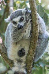 Ring-tailed Lemur (Katta, Lemur catta)