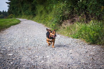 pies biegnący po leśnej drodze