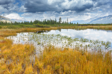 Teich im herbstlichen Moor umrandet von Kiefern und gelbem Gras