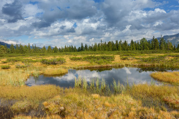 Teich im herbstlichen Moor umrandet von Kiefern und gelbem Gras