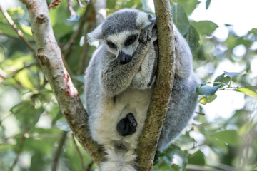 Ring-tailed Lemur (Katta, Lemur catta)