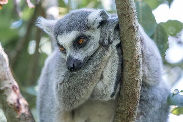 Ring-tailed Lemur (Katta, Lemur catta)