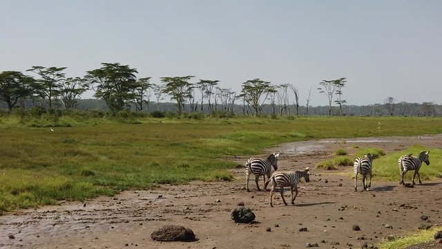Un branco di zebre nella savana del Kenya