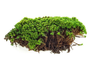 Green forest moss on a white background, close-up. Full depth of field.