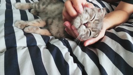 Love pet . Happy cat lovely comfortable sleeping by the woman stroking hand grip at . woman playing with her tabby Scottish fold cat feeling relaxing pleasing when been cuddling by an owner. - Powered by Adobe