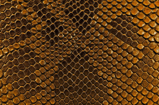 Brown snake skin, as background. Reptile.