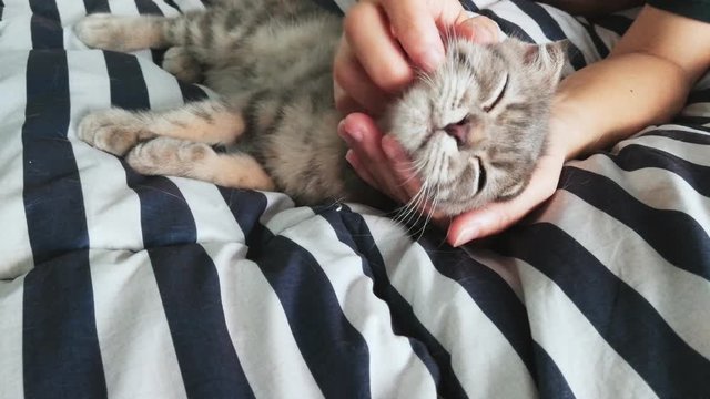 Love pet . Happy cat lovely comfortable sleeping by the woman stroking hand grip at . woman playing with her tabby Scottish fold cat feeling relaxing pleasing when been cuddling by an owner. 