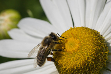 bee on flower